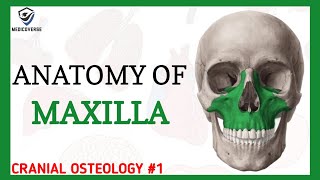 Maxilla Anatomy  Cranial osteology 1 [upl. by Notse629]