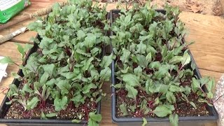 BEETS  GROWING STEP BY STEP HOW TO DO IT OAG 2017 [upl. by Giwdul307]