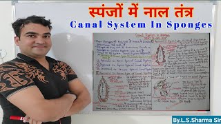 Canal System In Sponges  स्पंजों में नाल तन्त्र [upl. by Fin]