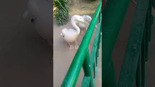 Pelican birdattitude funnyvideos [upl. by Eilata]