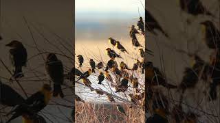 Misterio Resuelto ¿Qué le pasó a una bandada de aves en México [upl. by Adnylam286]