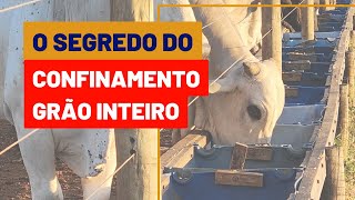 Como fazer adaptação do CONFINAMENTO GRÃO INTEIRO [upl. by Cooper959]