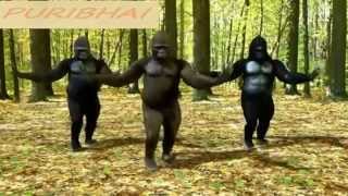 Jaalma Resham Filili Most Funniest Monkey Dance Ever Monkey Dance Cover by Ashish Puri [upl. by Bamberger]