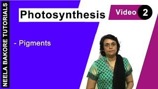 Photosynthesis  NEET  Pigments   Neela Bakore Tutorials [upl. by Ativoj]