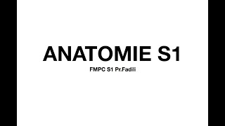 ANATOMIE S1 PrFadili [upl. by Hcardahs751]