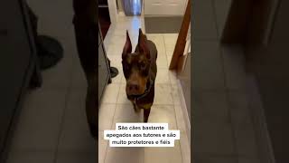 3 DICAS SOBRE DOBERMAN QUE VOCÊ PRECISA SABER shorts [upl. by Ecinwahs]