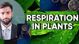 PLANT RESPIRATION OVERVIEW  Class 11th  Board NEET [upl. by Kyriako]