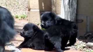 Schipperke Puppies San Diego CA [upl. by Laux311]