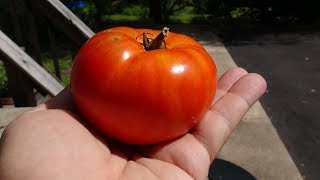 ⟹ Marglobe Tomato  Solanum lycopersicum  Tomato Review [upl. by Syck]