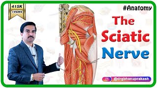 Sciatic Nerve Anatomy Animation  Course Relations Branches Distribution amp Clinical anatomy [upl. by Arthur517]