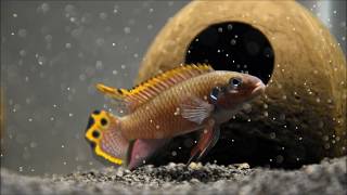 Pelvicachromis taeniatus nigeria red [upl. by Atsylak]