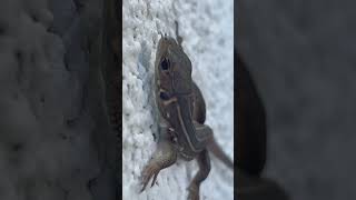 Whiptail Lizard  Reptiles nature beautifulnature reptiles [upl. by Kelley]