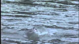 Pratiquer la pêche au saumon en Alaska  Documentaire carnassier [upl. by Gignac726]