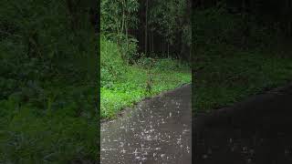 Bamboo Forest Rain Sounds [upl. by Ezitram9]