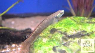 Elegant Algae Eating Goby Stifodon Elegans [upl. by Gardner171]