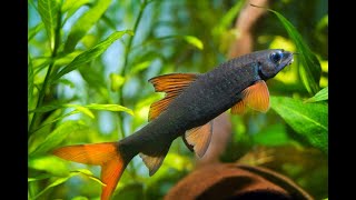 Aquarium Fish Facts Rainbow shark Epalzeorhynchos frenatus [upl. by Marlin]