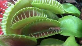 Venus Flytrap catches an insect [upl. by Rovelli]