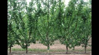 Plum Angeleno on Tatura Trellis in canopy experiment 20152019 [upl. by Rorie764]