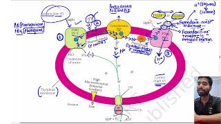 Part 9 Chemiosmotic Hypothesis  Photosynthesis in higher plants Class 11th Biology Chapter 11 [upl. by Goran]