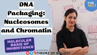 DNA Packaging Nucleosome and Chromatin neet ncertbiology class12 molecularbasisofinheritance [upl. by Bradley426]