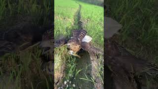 reelsfb reelsvideo reelsvral falconry Hawk reelinstragram harrishawk FalconFamily [upl. by Nav]