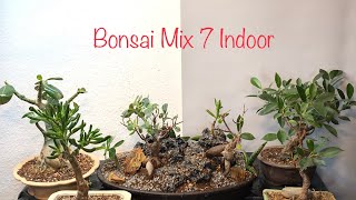 Bonsai Mix Folge 7 Indoor Easy BonsaiBonsai oder Kleinholz 202401 [upl. by Fasta]