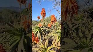 Blooming aloe vera in a botanical garden in Barcelona [upl. by Airamesor]