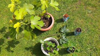 Feigen einfach vermehren  klappt immer 😃👍👩‍🌾👨‍🌾 [upl. by Annawik]