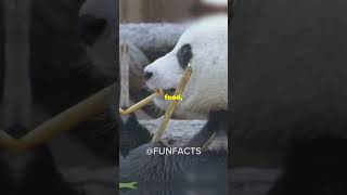 5 Fun Facts About Brars You Didn’t Know❗️❗️funfacts bear viralvideo [upl. by Onra938]