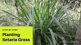 Planting Setaria Grass Step by step [upl. by Leonard]