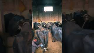 AlDanah Dairy Farm Gujrat Pakistan gujrat saudimusic love milk hyundaisonata business [upl. by Ttenyl787]