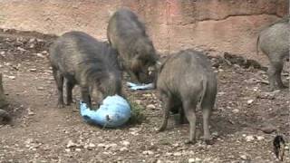 Easter with the Visayan Warty Pigs [upl. by Kawai979]