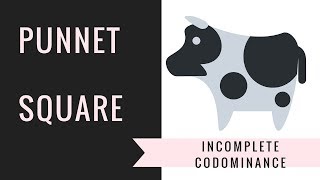 Incomplete Dominance and Codominance Punnett Squares  Setting upSolving [upl. by Nedyaj]