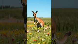 Explore the Hidden Wonders of KANGAROO Kingdom geography discover kangaroo [upl. by Viscardi]