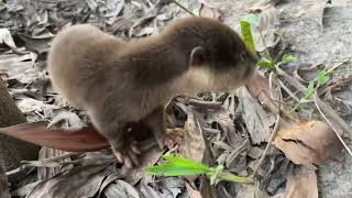 LIVE Rescued Baby Otters Are Waiting For A New House [upl. by Bebe]