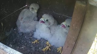 Common Kestrels  baby scared from Bumblebees  July 15 2022 [upl. by Oman]