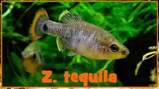 Zoogoneticus tequila  Webb amp Miller 1998  Goodeidae  30122016 [upl. by Eillas163]