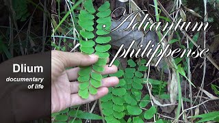 Walking maidenhair fern Adiantum philippense [upl. by Kam]