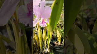 Cattleya lueddemanniana concolor [upl. by Attiuqal862]