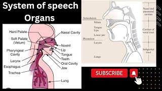 Systems of Speech Organs Respiratory System Phonatory System Articulatory System [upl. by Zurn23]