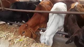 Best Cows of NDRI Karnal and their management [upl. by Htrap]