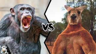 CHIMPANZEE VS KANGAROO  Which is Stronger [upl. by Clarie794]