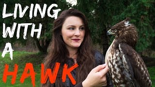 Living With a Red Tailed Hawk  Warning Graphic [upl. by Nahgrom]