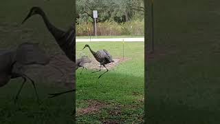 Sandhill Cranes doing a matingcourting dance sandhillcrane [upl. by Sigler]