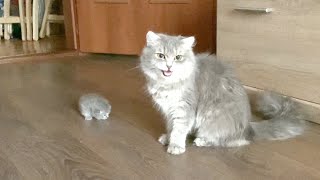 Mama cat brought a little kitten to her owner [upl. by Ivanah]