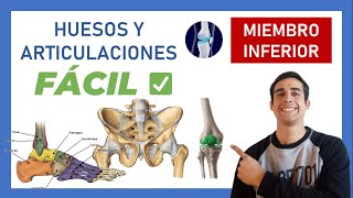 ✅ 4 ANATOMIA de MIEMBRO INFERIOR facil ARTICULACIONES [upl. by Goles383]