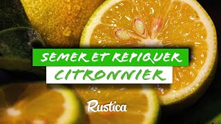 Semer des pépins de citron et rempoter un citronnier [upl. by Burtie104]