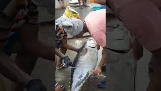 25 kg Tuna Fish 🦈 👈 dailyfishing fishingharbour tuna fishingvlogs shorts [upl. by Shalom590]