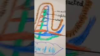 structure of villi science drawing [upl. by Repohtsirhc]