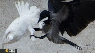 Doves released at Vatican attacked by crow and seagull [upl. by Sparhawk861]